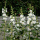 Topolovka plnokvětá bílá Chaters - Alcea rosea - semena - 12 ks