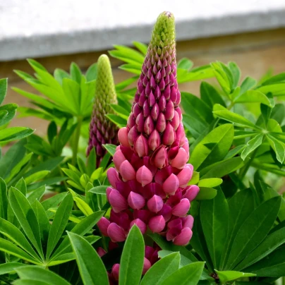 Lupina mnoholistá Lupini Red - Vlčí bob - Lupinus polyphyllus - semena - 15 ks