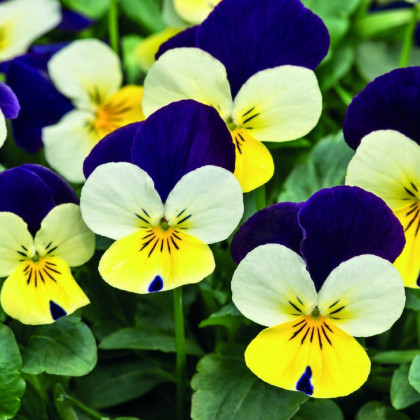 Violka rohatá Lemon Purple Wing - Viola cornuta - semena - 20 ks