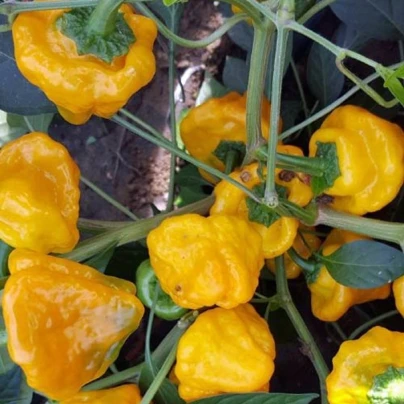 Chilli Mushroom žluté - Capsicum annuum - semena - 6 ks