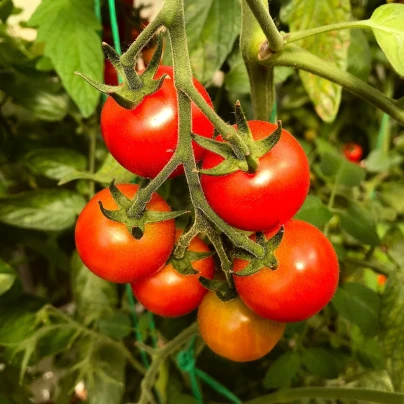 Rajče Resibella - Solanum lycopersicum - semena - 6 ks