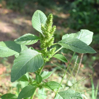 Laskavec Green Giant - Amaranthus tricolor - semena - 400 ks