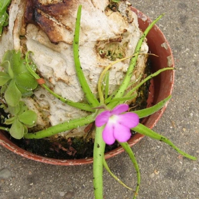 Tučnice mexická - Pinguicula moctezumae - semena - 13 ks