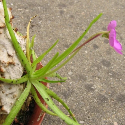 Tučnice mexická - Pinguicula moctezumae - semena - 13 ks