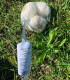 Sadbový česnek Lukan - Allium sativum - nepaličák - cibule česneku - 1 balení