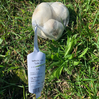 Sadbový česnek Lukan - Allium sativum - nepaličák - cibule česneku - 1 balení