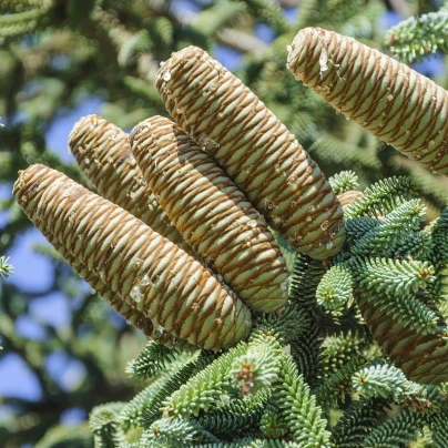 Jedle španělská - Abies pinsapo - semena - 7 ks