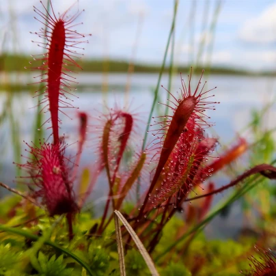 Rosnatka kapská Dark maroon - Drosera capensis - semena - 10 ks