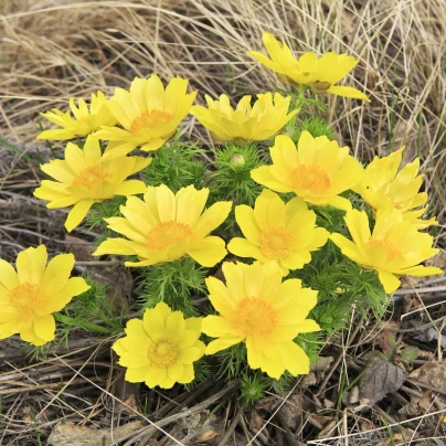 Hlaváček jarní - Adonis vernalis - semena - 50 ks