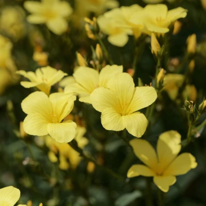 Len žlutý - Linum flavum - semena - 100 ks