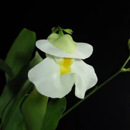 Bublinatka orchidoidní - Utricularia alpina - semena - 10 ks