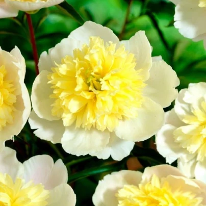 Pivoňka Prima Vera - Paeonia lactiflora - cibuloviny - 1 ks