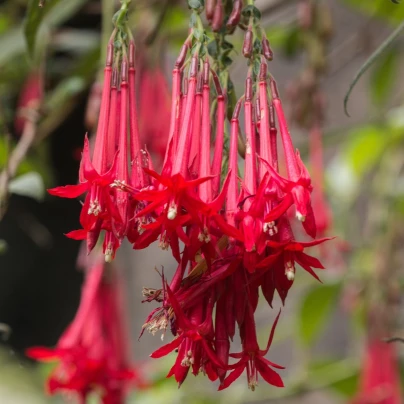 Fuchsie bolívijská - Fuchsia boliviana - semena - 15 ks