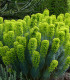 Pryšec statný - Euphorbia characias - semena - 18 ks
