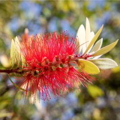 Štětkovec - Callistemon citrinus - semena - 10 ks