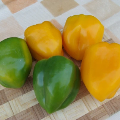 Paprika Afrodita - Capsicum annuum - semena - 20 ks