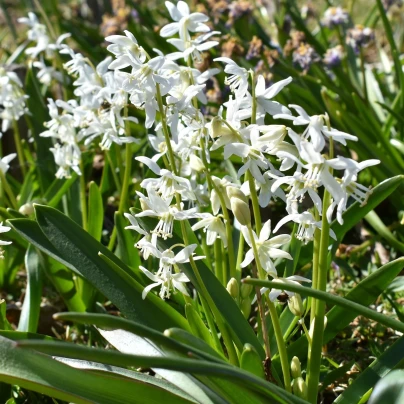 Ladoňka sibiřská bílá - Scilla siberica alba - cibuloviny - 3 ks