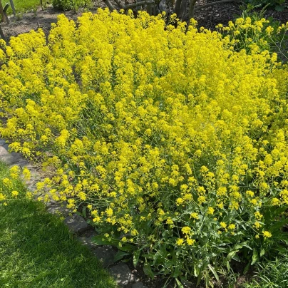 Boryt barvířský - Isatis tinctoria - semena - 8 ks