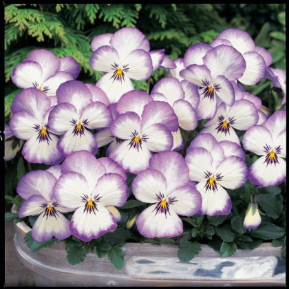 Violka rohatá Sorbet xp Rose - Viola cornuta - semena - 20 ks