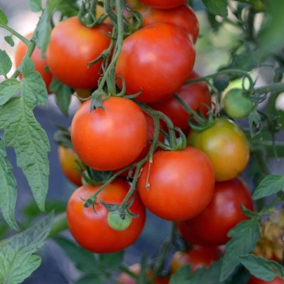 Rajče Alicante - Solanum lycopersicum - semena - 8 ks