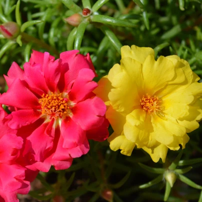 Šrucha velkokvětá směs - Portulaca grandiflora mix - semena - 0,3 g