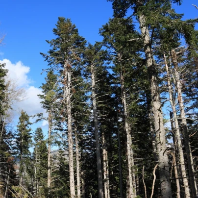 Jedle bělokorá - Abies alba - semena - 7 ks