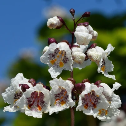 Katalpa trubačovitá - Catalpa bignonioides - semena - 8 ks