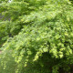 Javor japonský zelený - Acer palmatum - semena - 5 ks