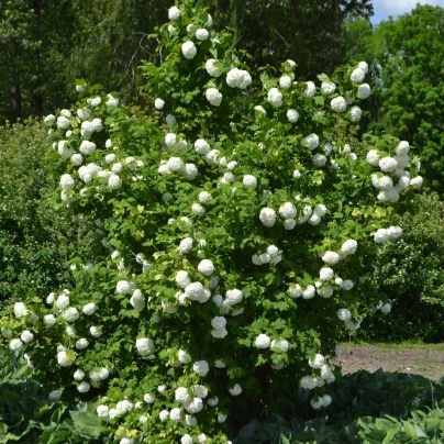 Kalina obecná - Viburnum opulus - semena - 5 ks