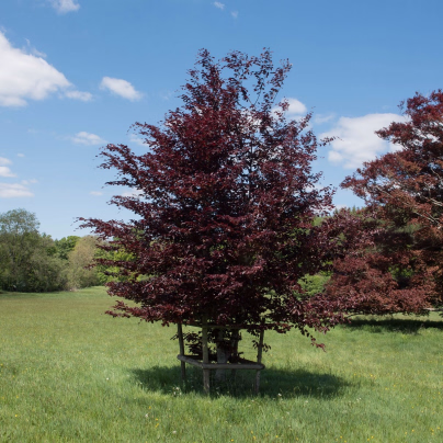 Buk lesní Atropurpurea - Fagus sylvatica atropurpurea - semena - 7 ks