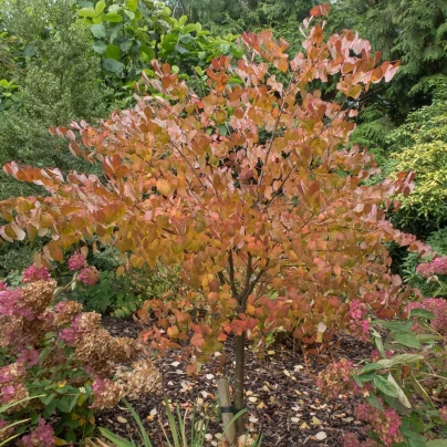 Zmarličník japonský - Cercidiphyllum japonicum - semena - 8 ks