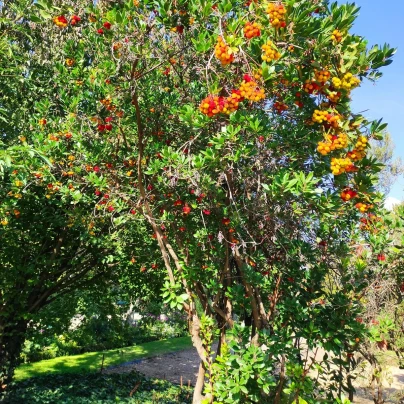 Jahodový strom - Planika obecná - Arbutus unedo - semena - 5 ks