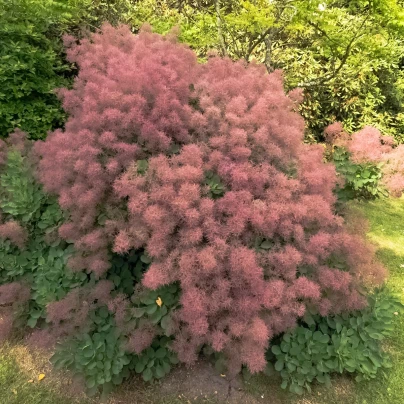 Ruj vlasatá - Cotinus coggygria - semena - 7 ks