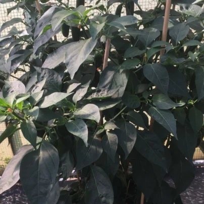 BIO Paprika k roubování Scarface F1 - Capsicum annuum - bio semena - 5 ks