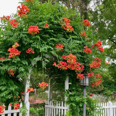 Trubač kořeňující - Campsis radicans - semena - 10 ks