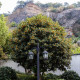 Olivovník libovonný - Osmanthus fragrans - semena - 5 ks