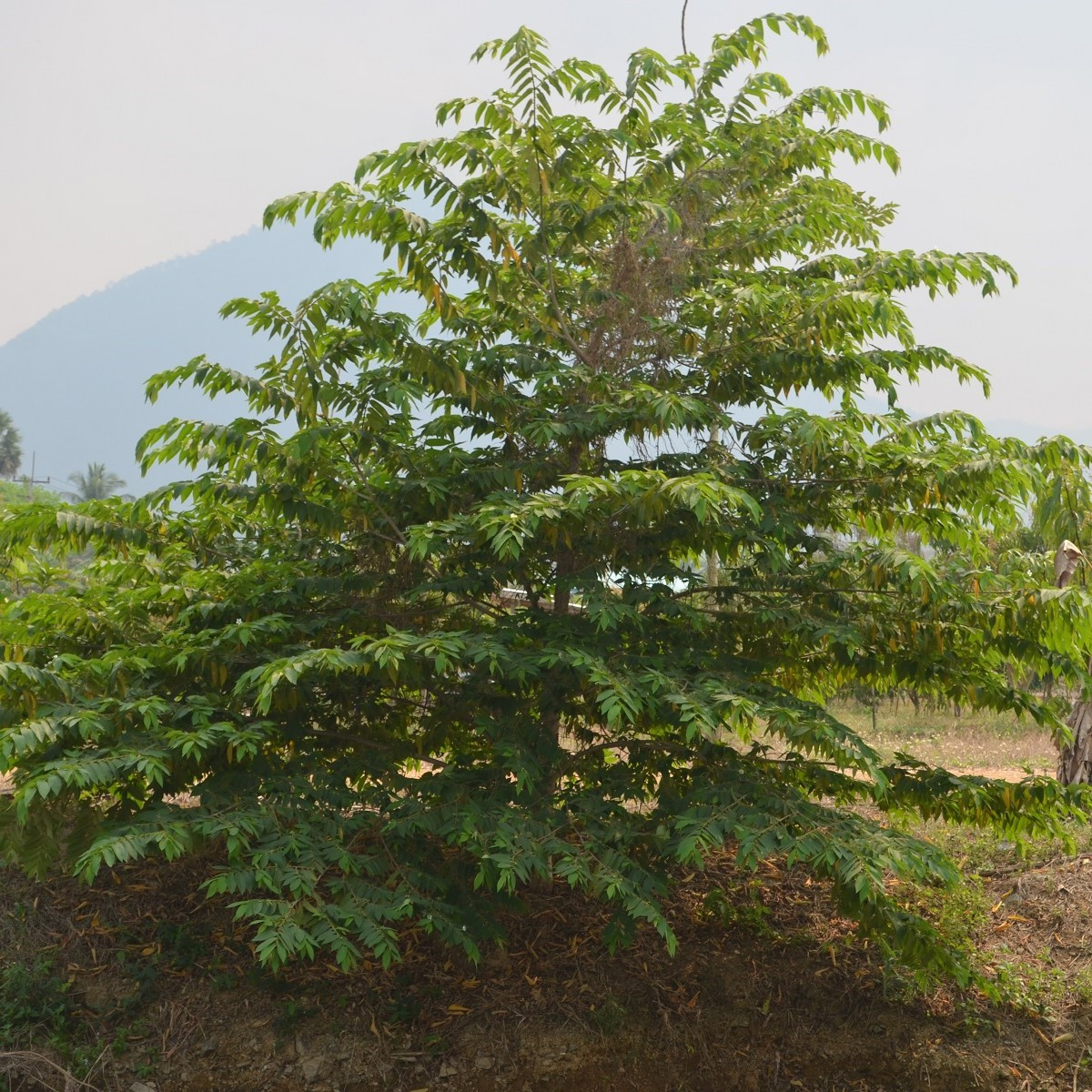 Jamajská třešeň - Muntingia calabura - semena - 6 ks