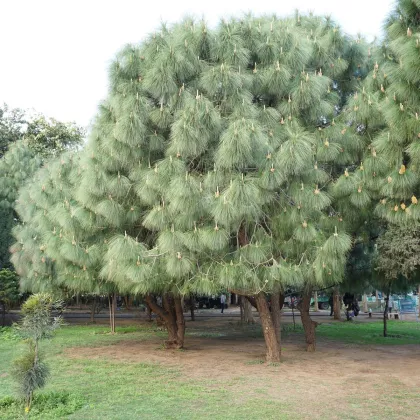 Borovice Roxburghova - Pinus roxburghii - semena - 5 ks