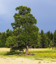 Borovice Limba - Pinus cembra sibirica - semena - 7 ks