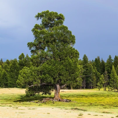 Borovice Limba - Pinus cembra sibirica - semena - 7 ks