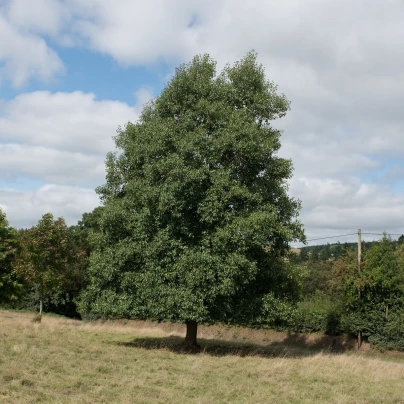 Olše lepkavá - Alnus glutinosa - semena - 8 ks