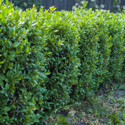 Buxus - Buxus sempervirens - semena - 10 ks