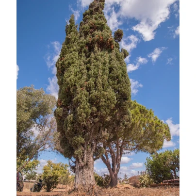 Cypřiš portugalský - Cupressus lusitanica - semena - 7 ks