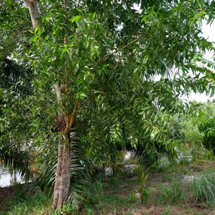 Akácie - Acacia mangium - semena - 8 ks