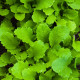 Hořčice Wasabina - Brassica Juncea - semena - 120 ks