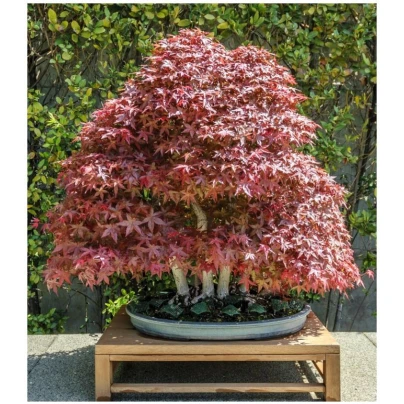 Javor japonský - Acer palmatum - semena - 5 ks