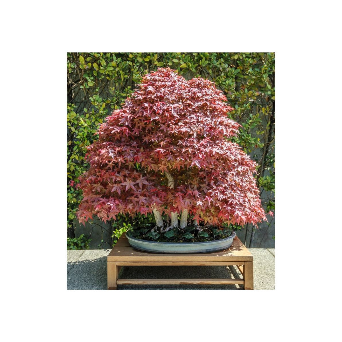 Javor japonský - Acer palmatum - semena - 5 ks