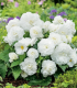 Begonie Nonstop bílá - Begonia tuberhybrida - cibuloviny - 2 ks