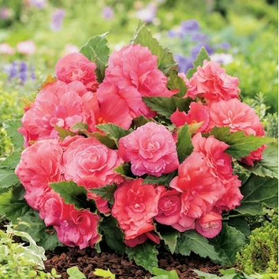 Begonie Nonstop růžová - Begonia tuberhybrida - cibuloviny - 2 ks