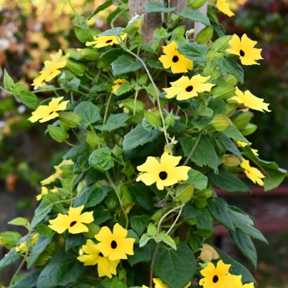 Černooká Zuzana - Thunbergia alata - semena - 12 ks